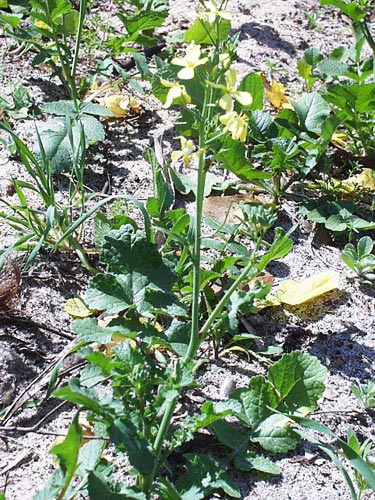 Brassica juncea